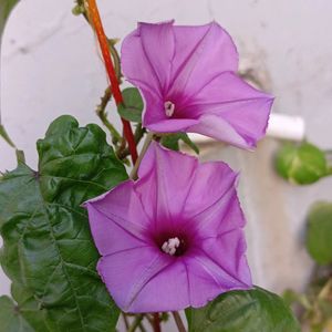 Laxman Flower Plant