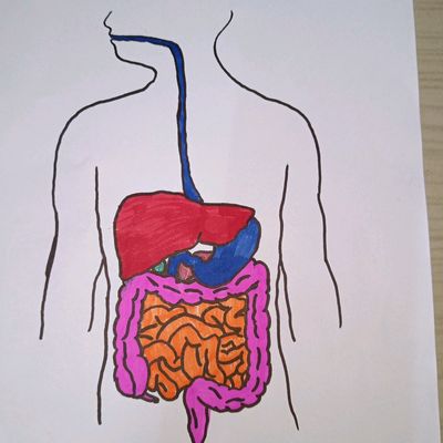 How to draw HUMAN DIGESTIVE SYSTEM step by step for kids - YouTube
