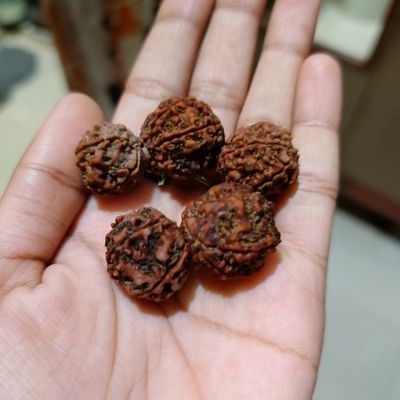 rudraksha 5 mukhi