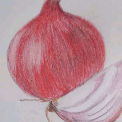 Watercolor painting of onion on white... - Stock Illustration [104355669] -  PIXTA