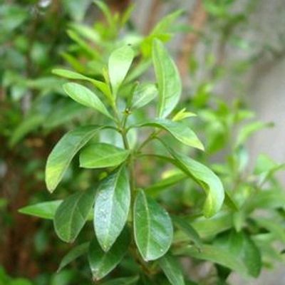 Henna | Mehandi plant | Lawsonia inermis — Heartyculture Nursery