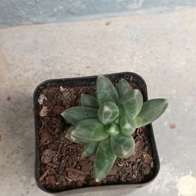 Artificial Plants, Little Jewel Succulent
