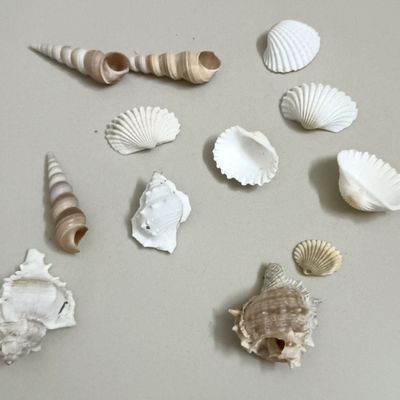 Home Decor, Shells For Decoration