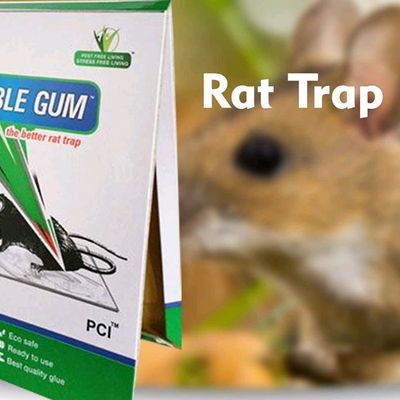 Rodent Sticky Trap Snags a Rat and a Lizard – Anole Annals