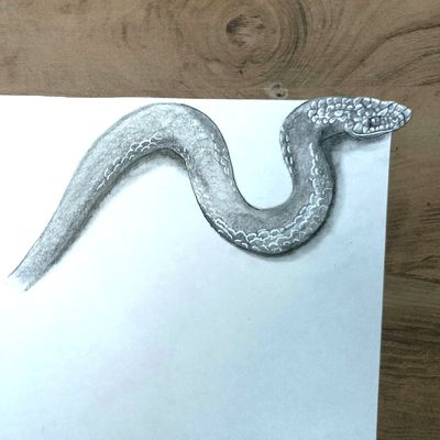 Black and White Snake drawing